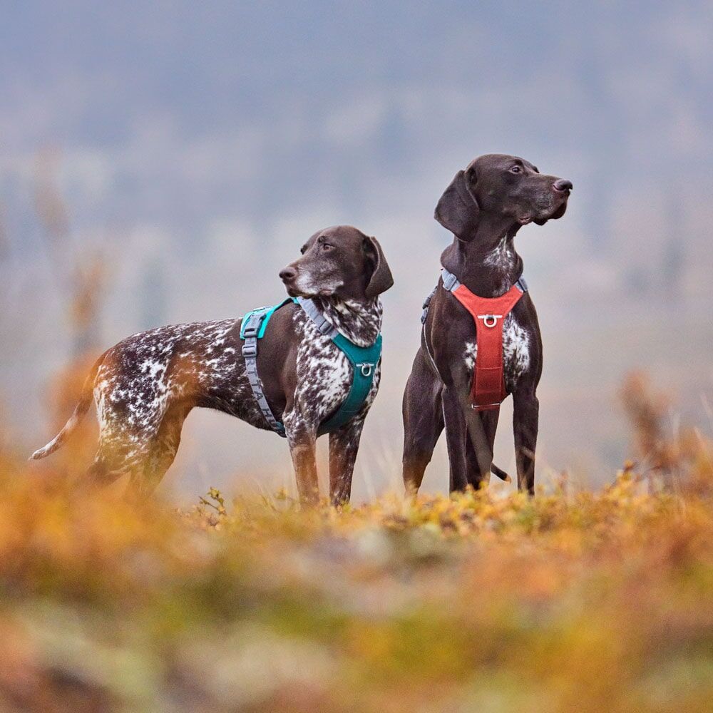 Rover Harness