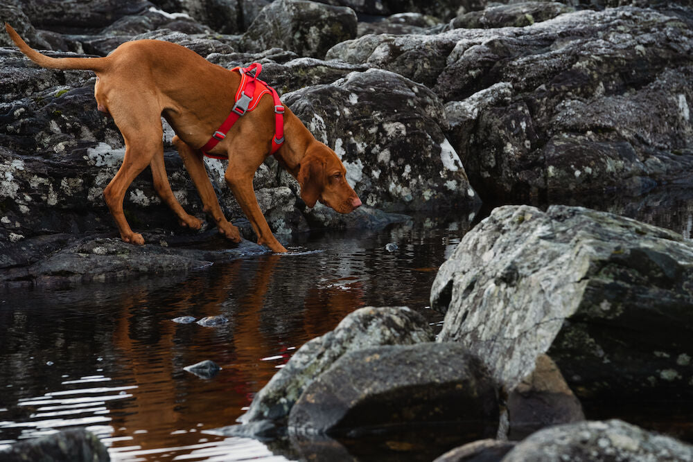 Weekend Warrior Harness ECO