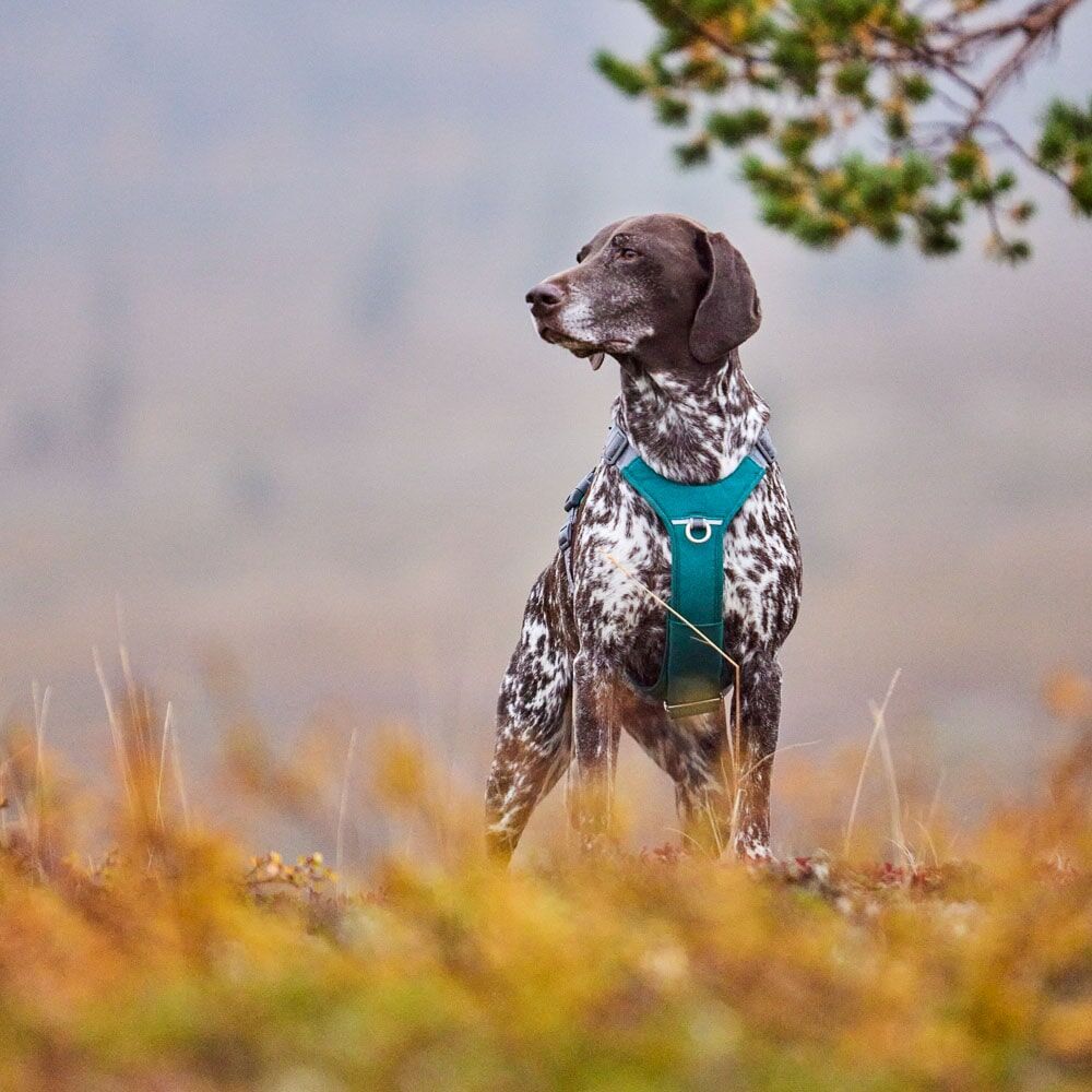 Rover Harness