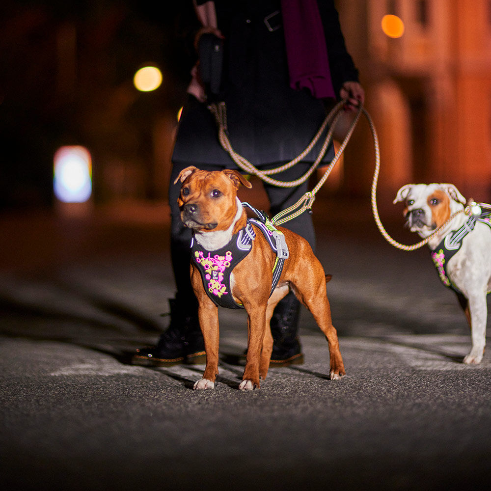 Weekend Warrior Neon Harness II – High-Visibility & Comfy Fit