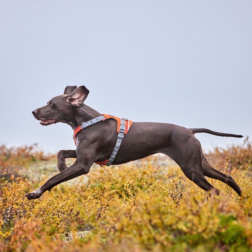 Rover Harness
