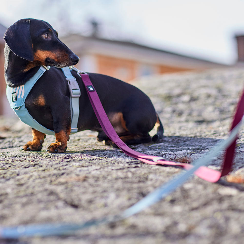 Seeker Standard hundkoppel