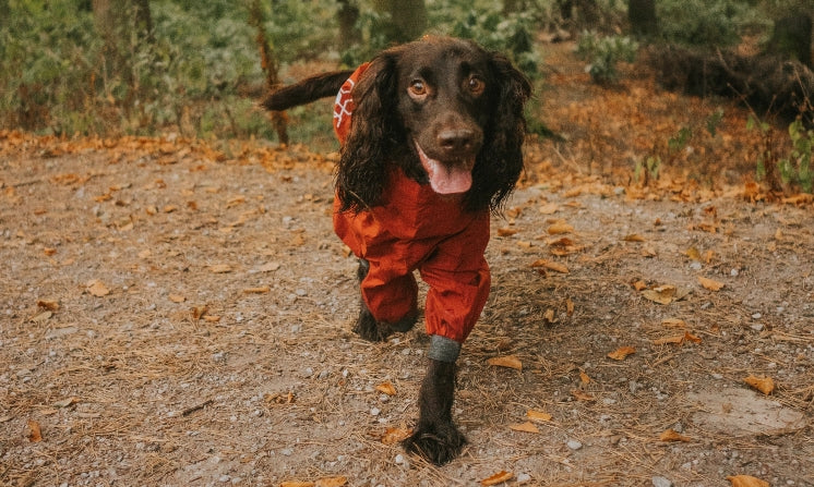 Wet weather conditions are no problems for your dog with Hurtta's Mudventure raincoat for dogs.