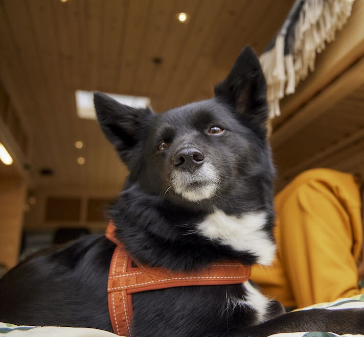 Y-harness Hurtta Casual ECO Y-Sele, Brun Musti For Dogs