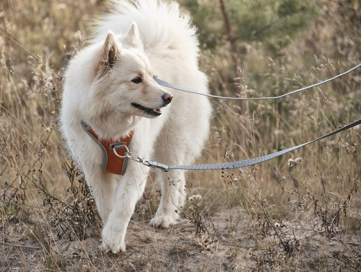 
    Find the right leash for your dog