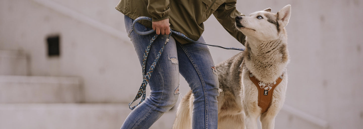 Hurtta's harness guide helps you find the right harness for your dog.