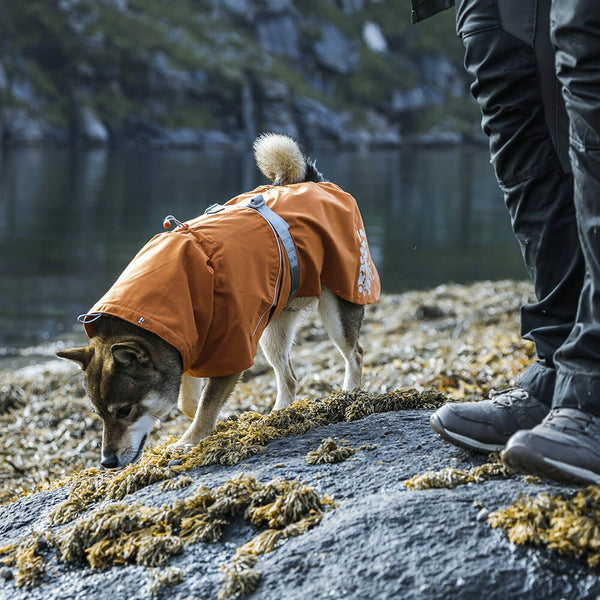 Monsoon Coat rain jacket for dogs – Hurtta.com