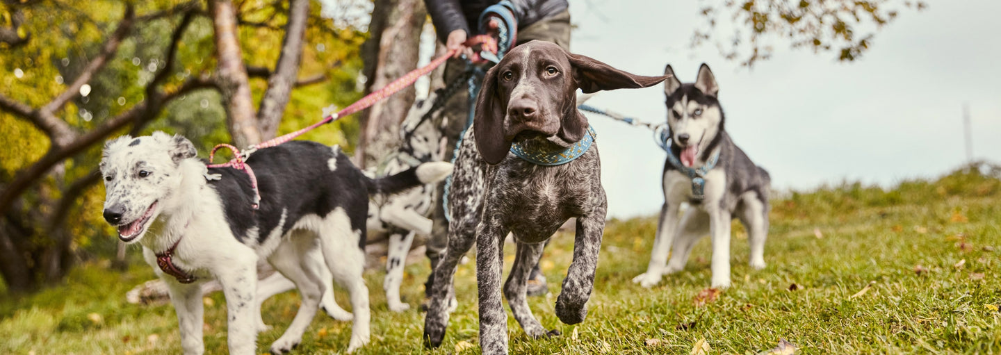 Choosing the right breed is very important for new dog owners.