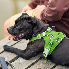 Lifestyle: dog resting in Weekend Warrior Harness II