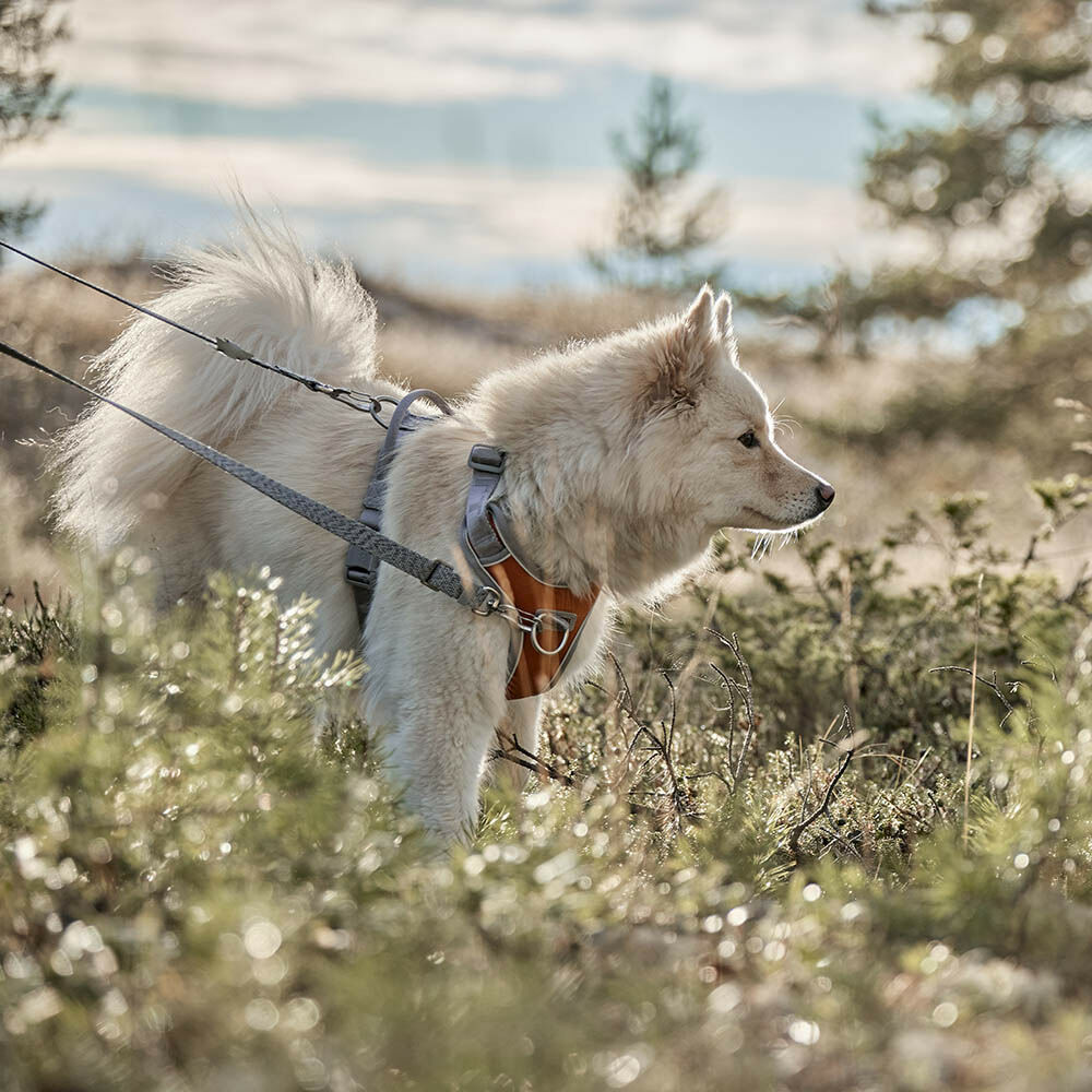 Hurta Venture No-Pull dog harness – Hurtta.com