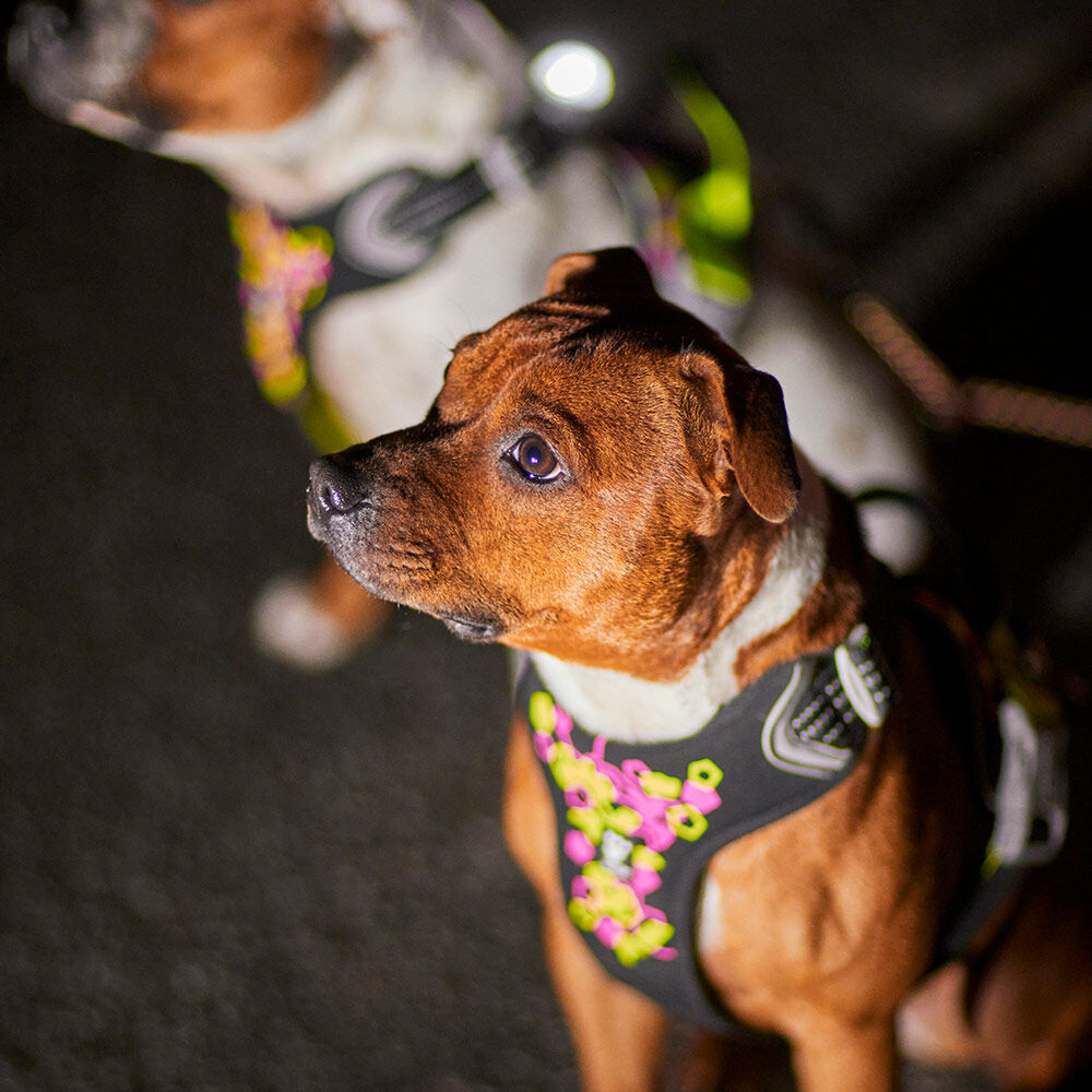 Weekend Warrior Neon Harness