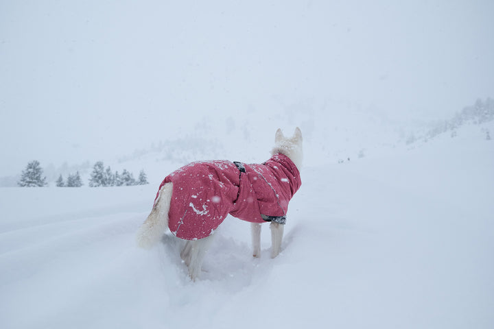 <p>Not even snowy paths can stop you when you wear a warm dog winter coat!</p>