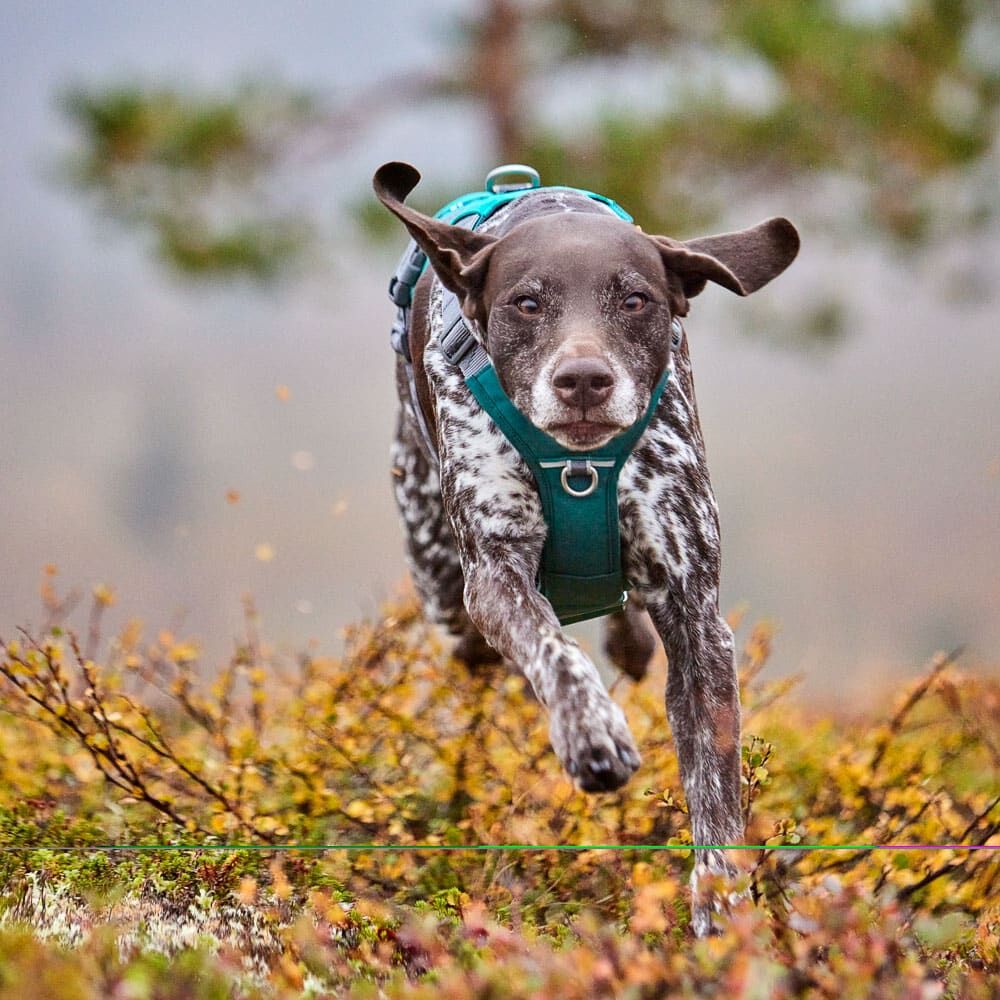 Rover Harness