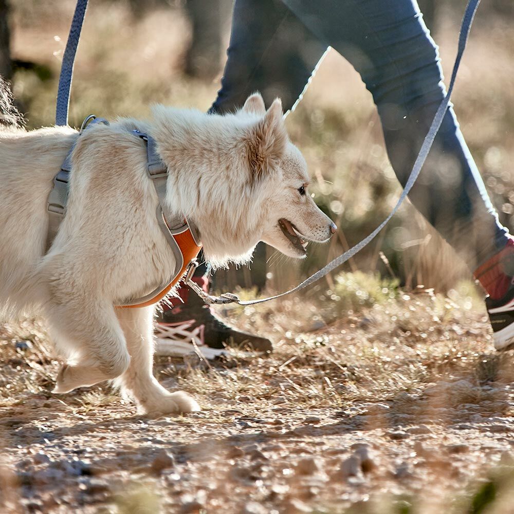 Multi length dog lead sales