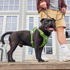 Lifestyle: dog wearing Weekend Warrior Harness II