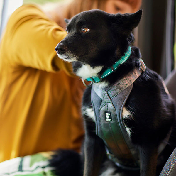 Travel Harness ECO dog crash-tested car harness – Hurtta.com