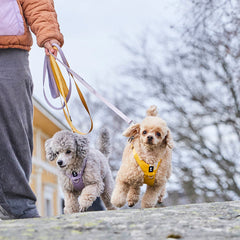 {
  "en": "",
  "sv": "",
  "fi": "Seeker Standard dog leash",
  "da": "",
  "de": "",
  "et": ""
}