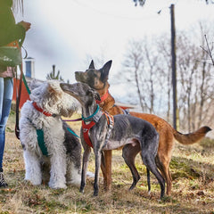 {
  "en": "",
  "sv": "",
  "fi": "",
  "da": "",
  "de": "",
  "et": ""
}