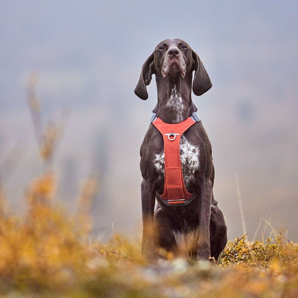 Rover Harness
