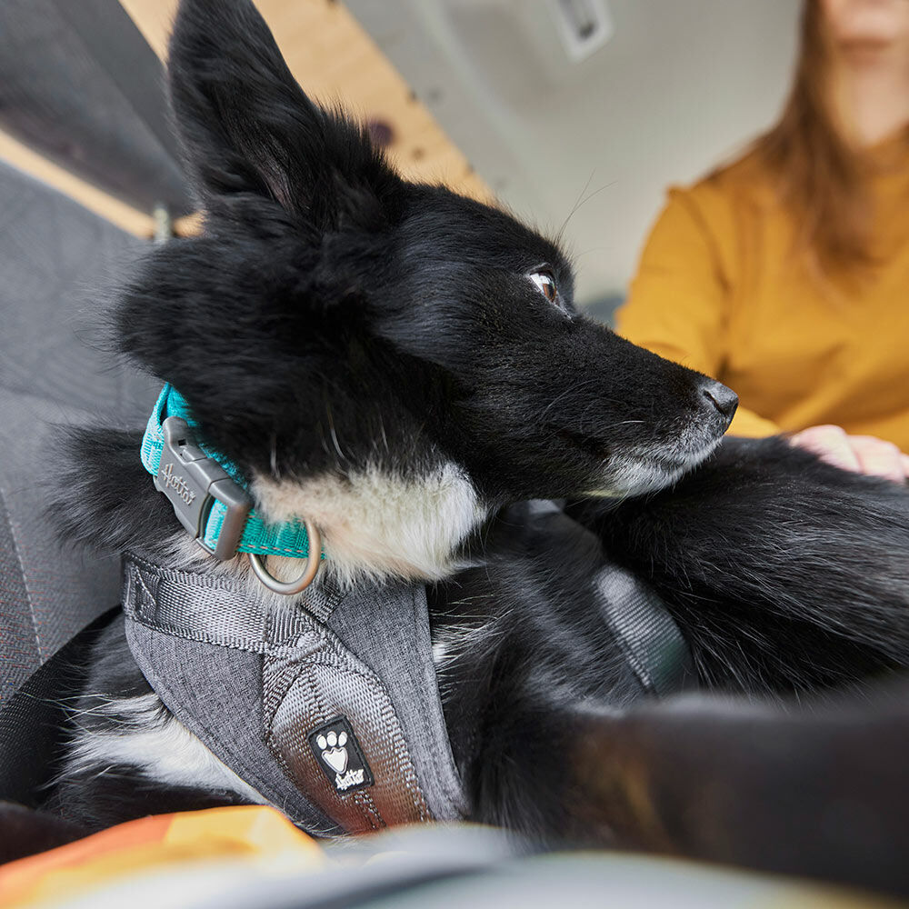 Easy dog drive harness hot sale