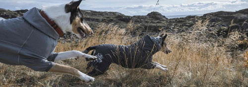 Top reasons why your dog needs dog clothes like a dog jacket or a dog rain jacket.