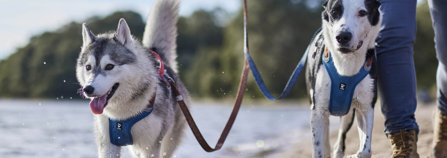 This is how you find the right leash for your dog.