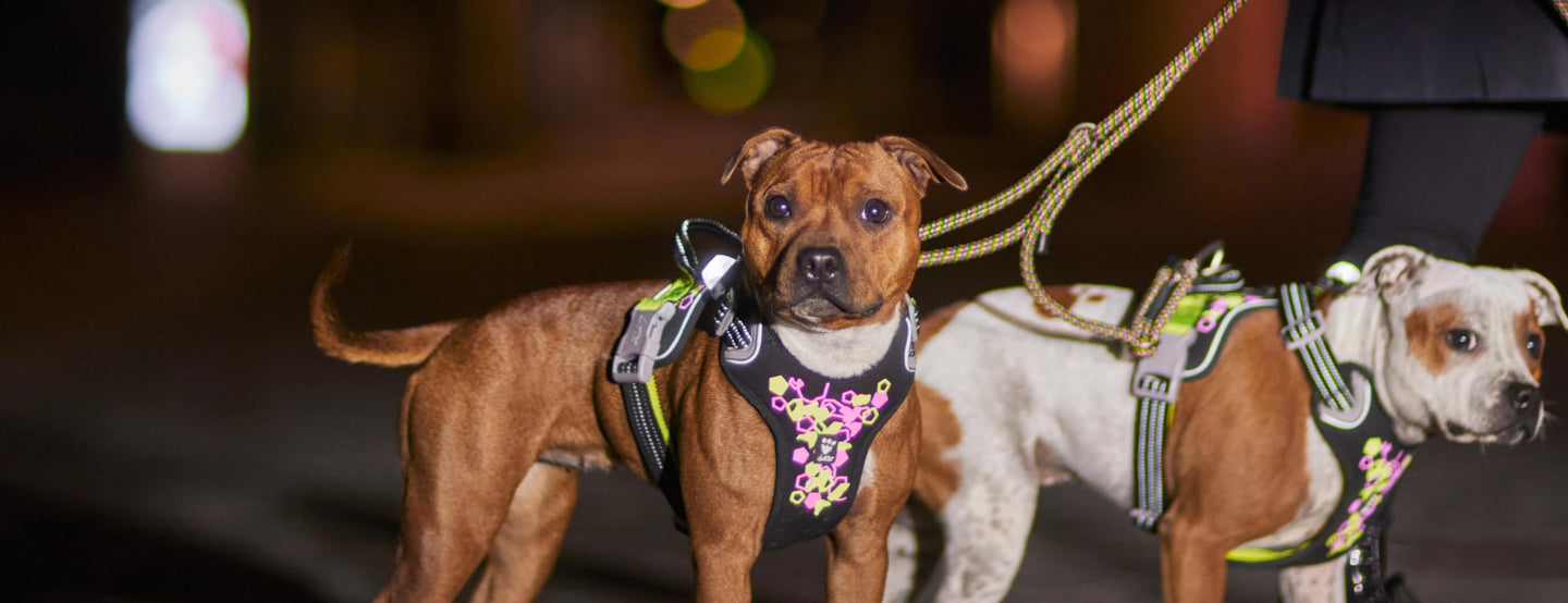 A highly visible neon harness increases safety at dusk and dark evenings.