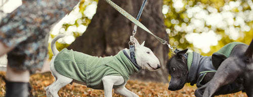 Leashes with a little extra spring or elasticity are great for puppies who are still practicing leash behavior. 