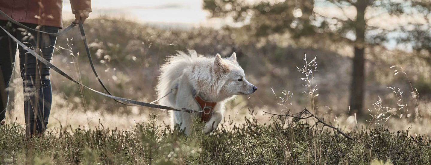 On a no-pull dog harness you can fasten the leash in the front metal ring while teaching the dog to pull less on your walks.