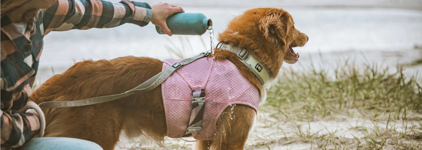 The Cooling Wraps helps cool down your dog in the summer heat. 