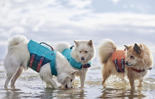Cool, safe and stylish in the Hurtta Life Savior ECO life jacket for dogs. Choose your favorite color - Peacock or Buckthorn?