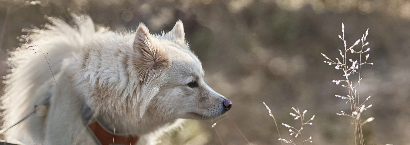 Remember to look for shady areas for a cooler and more comfortable doggy walk.