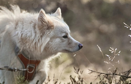 Remember to look for shady areas for a cooler and more comfortable doggy walk.