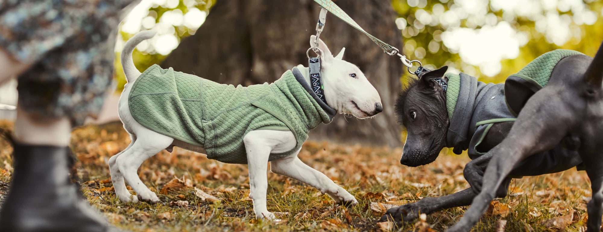How to choose the right harness for your dog.