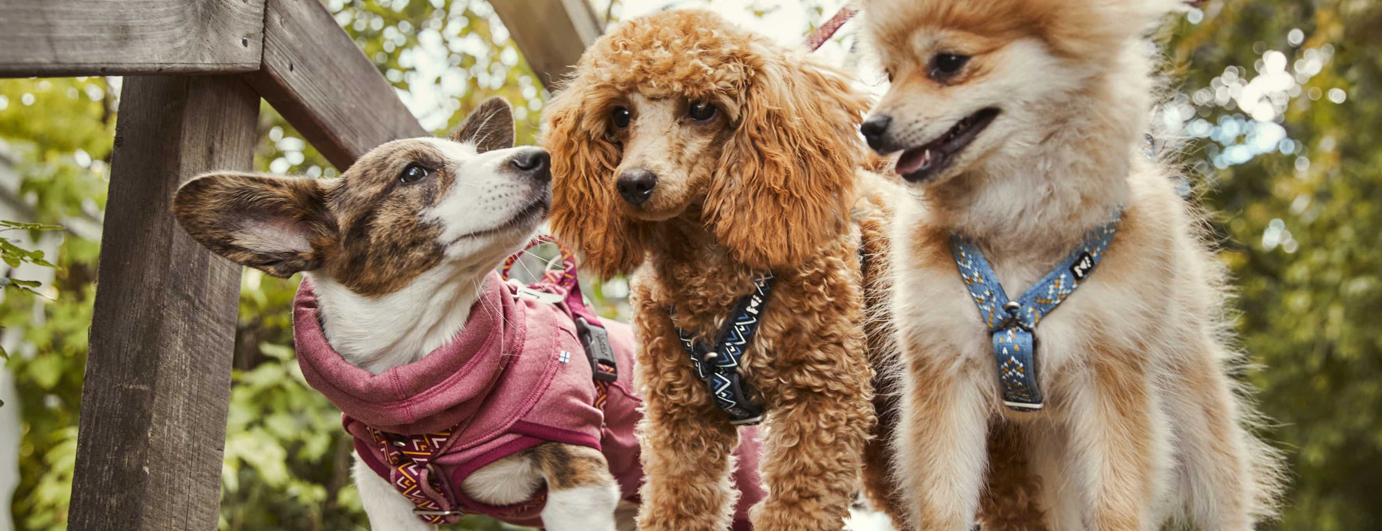 How to choose the right harness for your dog.