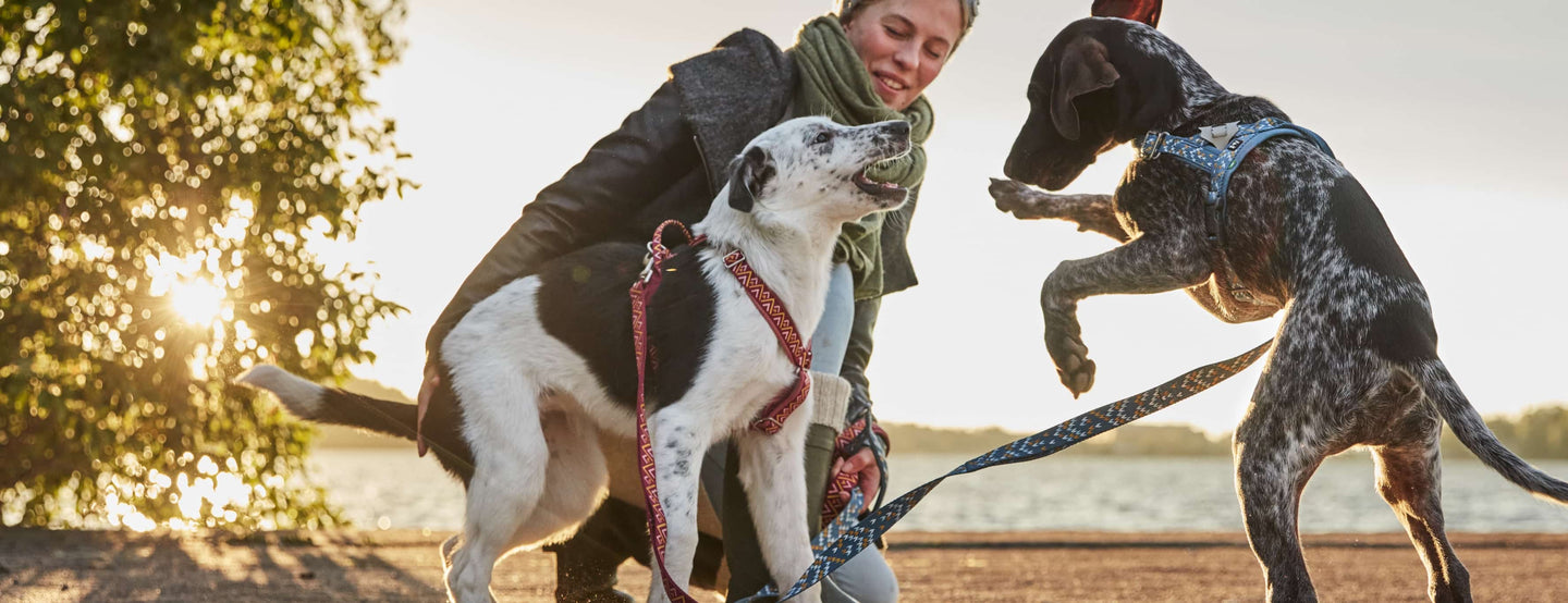 Select a dog harness that fits your dog's body build and the intended use.