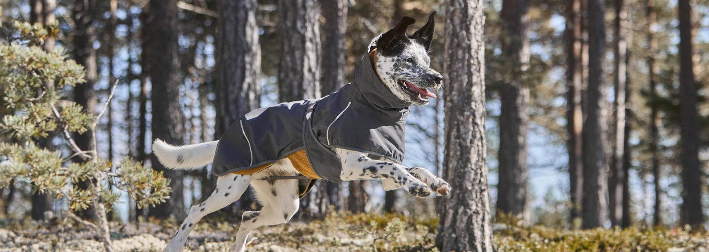 Layering keeps dogs warm when weather gets colder