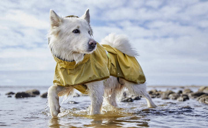 
    Regenschutz, der glänzt