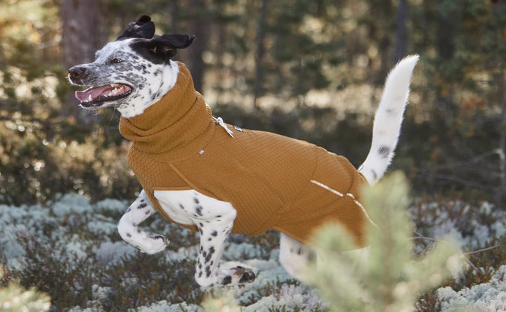 Dog clothing, harnesses, collars and leashes – Hurtta.com