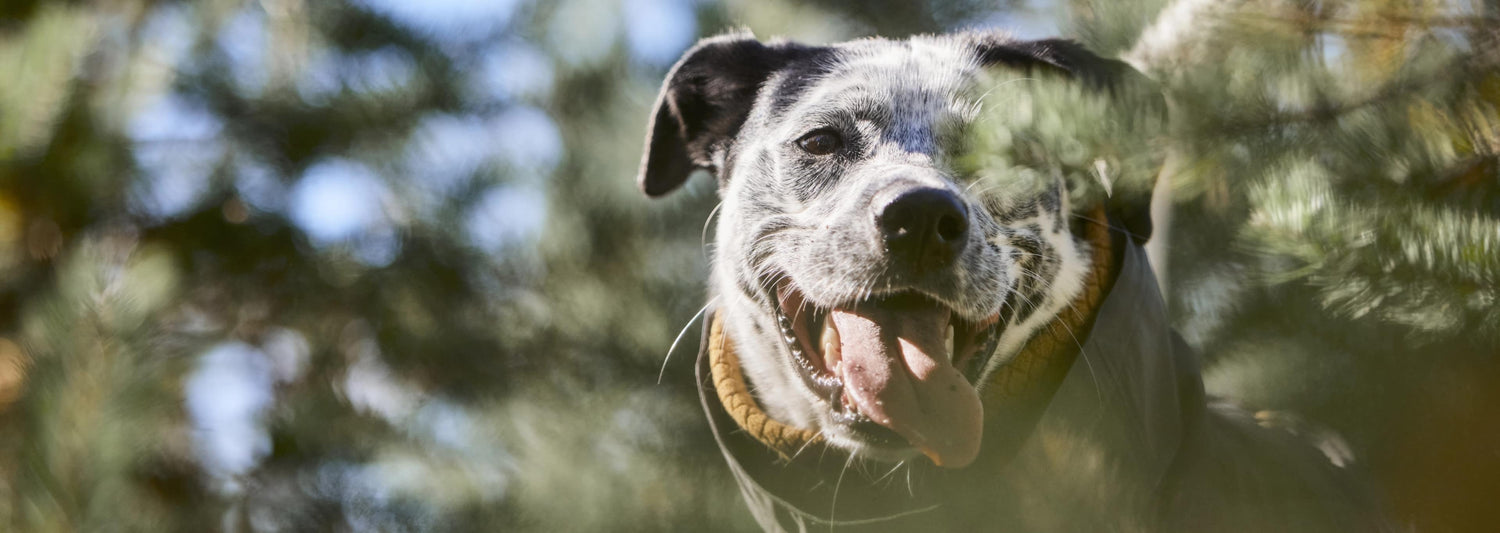 Dogs are in the core of why and for who Hurtta is creating long-lasting dog gear.