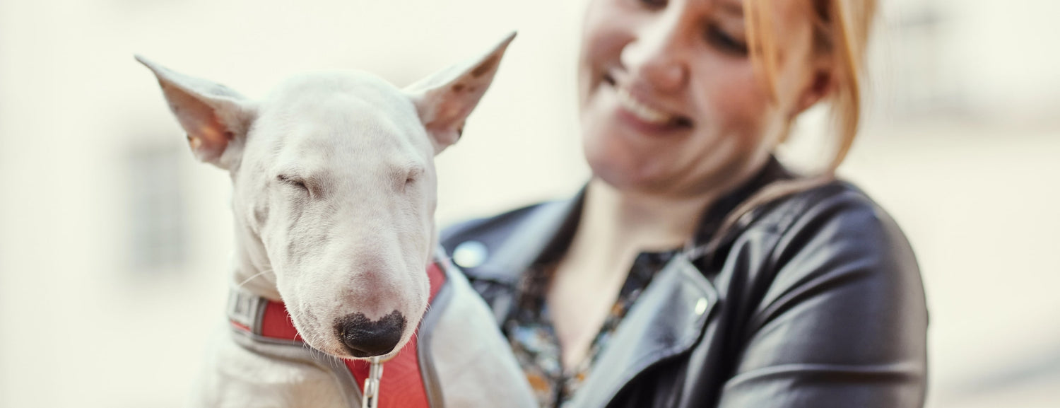 Caring for dogs well-being and comfort is important for Hurtta.