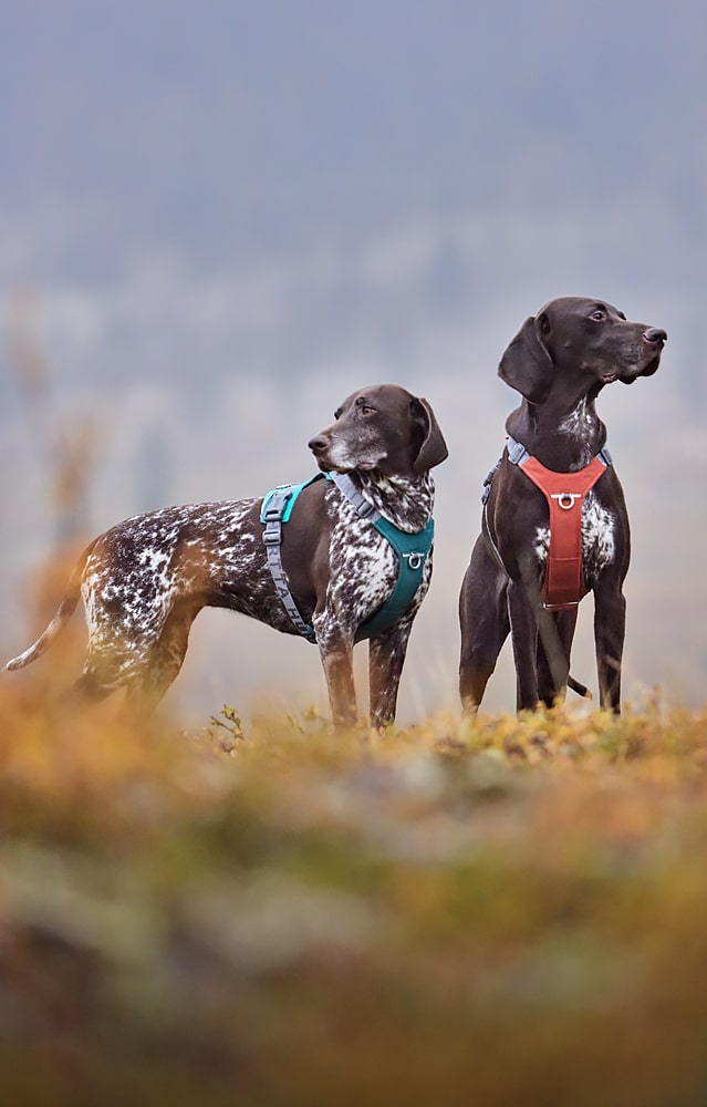 Dog clothing, harnesses, collars and leashes – Hurtta.com