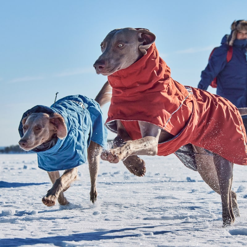 Make winter shiver for a change – Hurtta.com