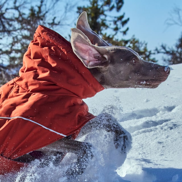 Make winter shiver for a change – Hurtta.com