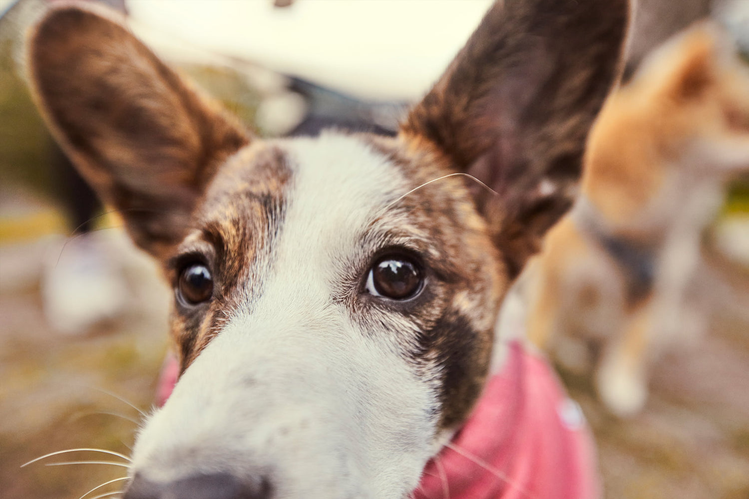 Razzle-Dazzle Midlayer jacket is a great extra heat source for example for puppies.