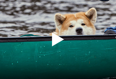 
    Do all dogs know how to swim?