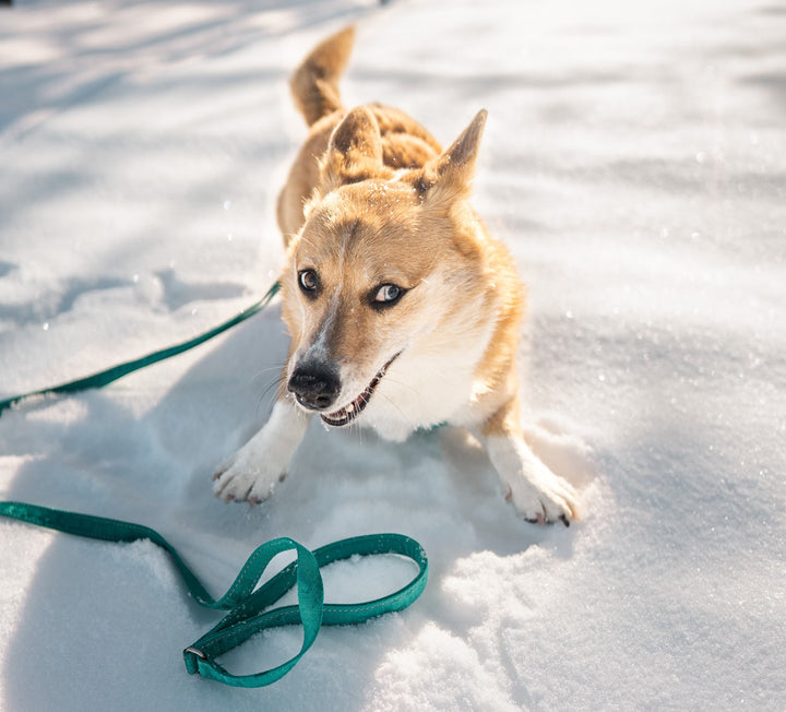 
    Casual Reflective Leash ECO