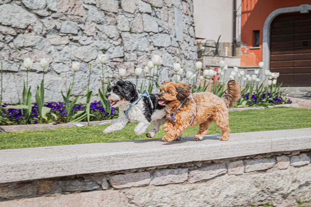 Two dogs running on a stone path with a stone wall and building in the background.
