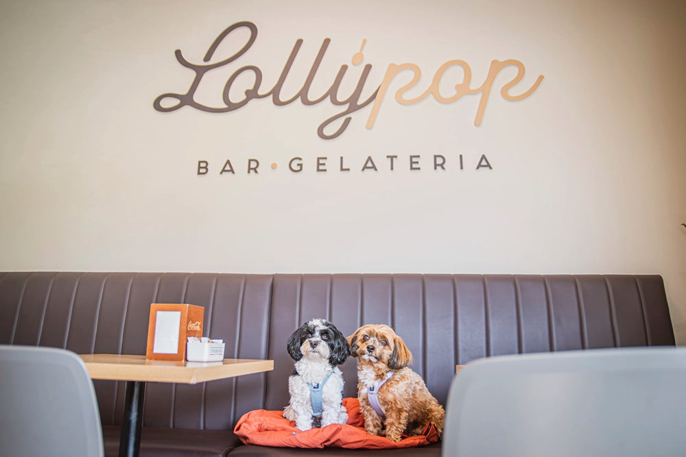 Two dogs sitting on a bench with 'Lollypop Bar Gelateria' sign in the background