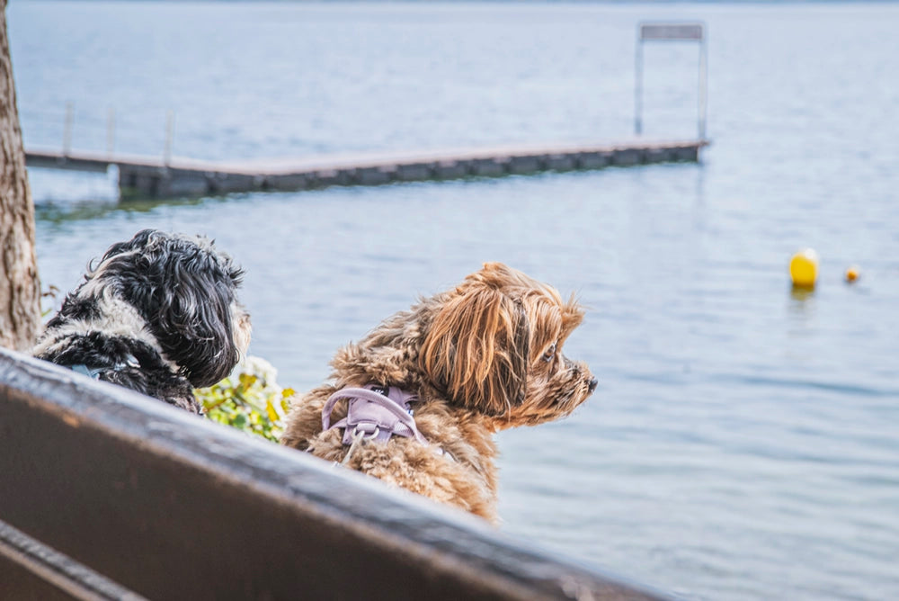 Two dogs sitting on a dock by a lake with a dock and water in the background.